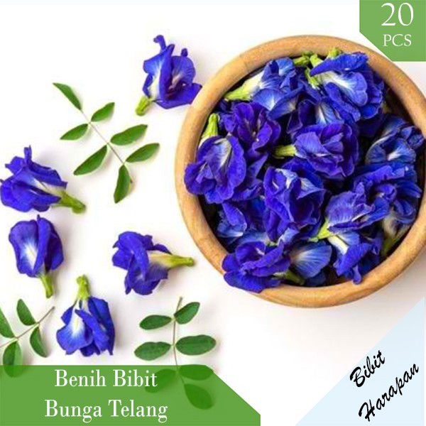 Benih Biji Bibit Bunga Telang Butterfly Pea Bunga Kupu Kupu Unggul