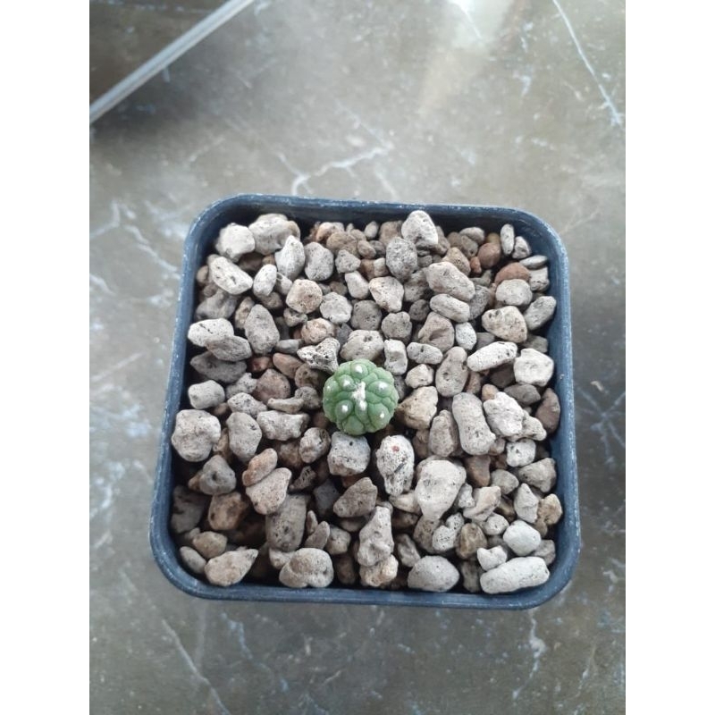 Astrophytum kikko lizard skin