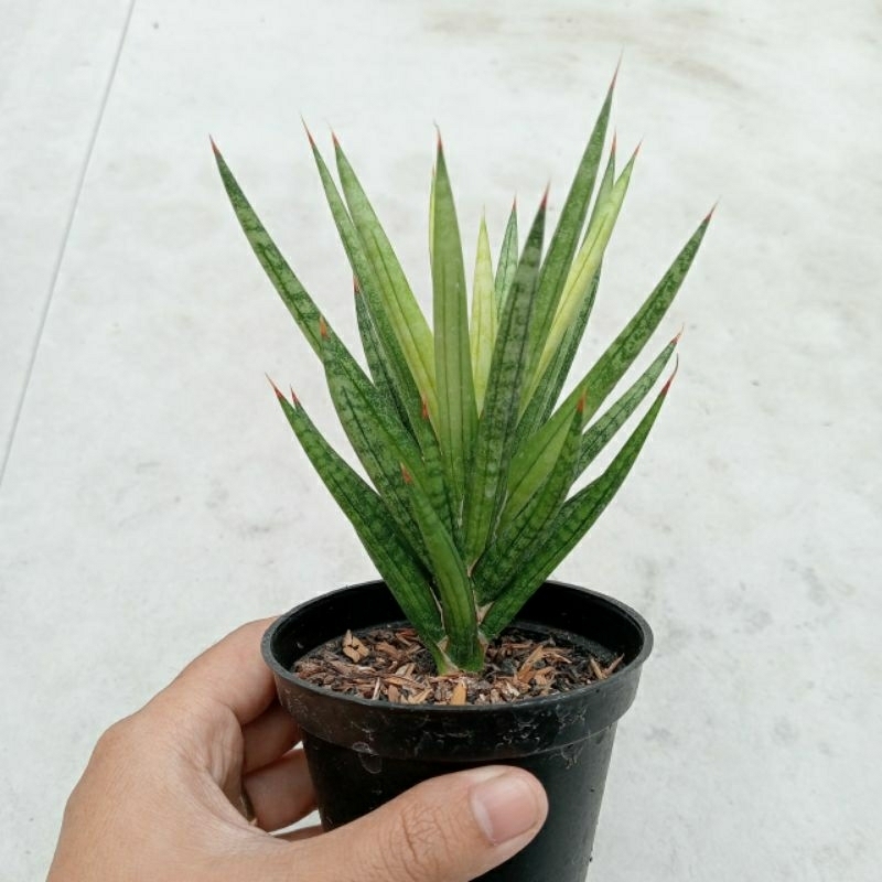 sansivera gracilis varigata/lidah mertua/tanaman hias