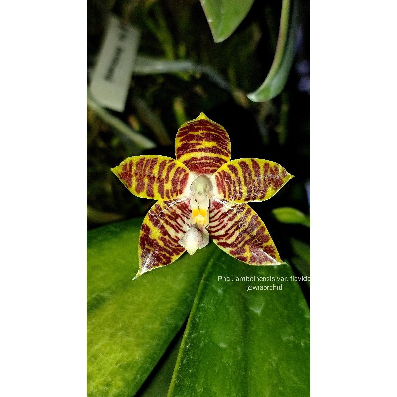 phalaenopsis amboinensis sibling