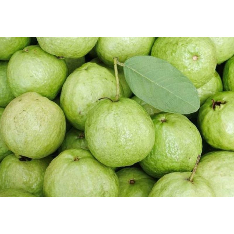 

jambu kristal super 1 kg