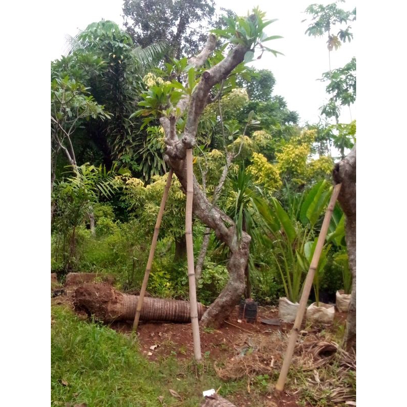 Kamboja fosil tinggi 3-4 meter batang karakter