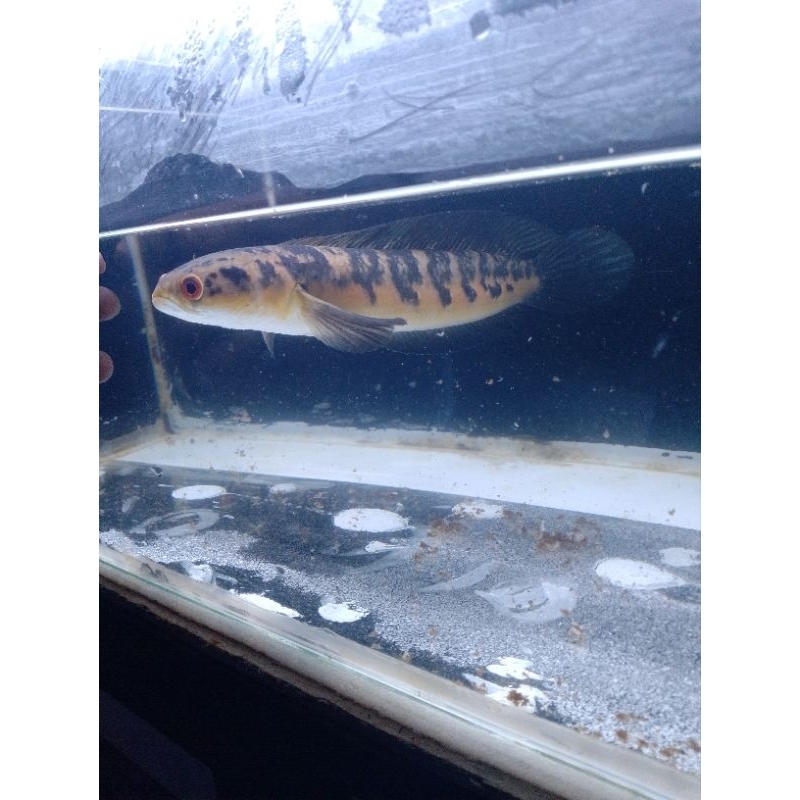 Channa marulius Yellow sentarum Uk 14-16cm simet berbatik