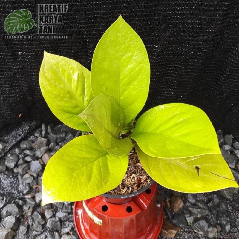 Tanaman hias anthurium jemani golden - Anturium jemani golden