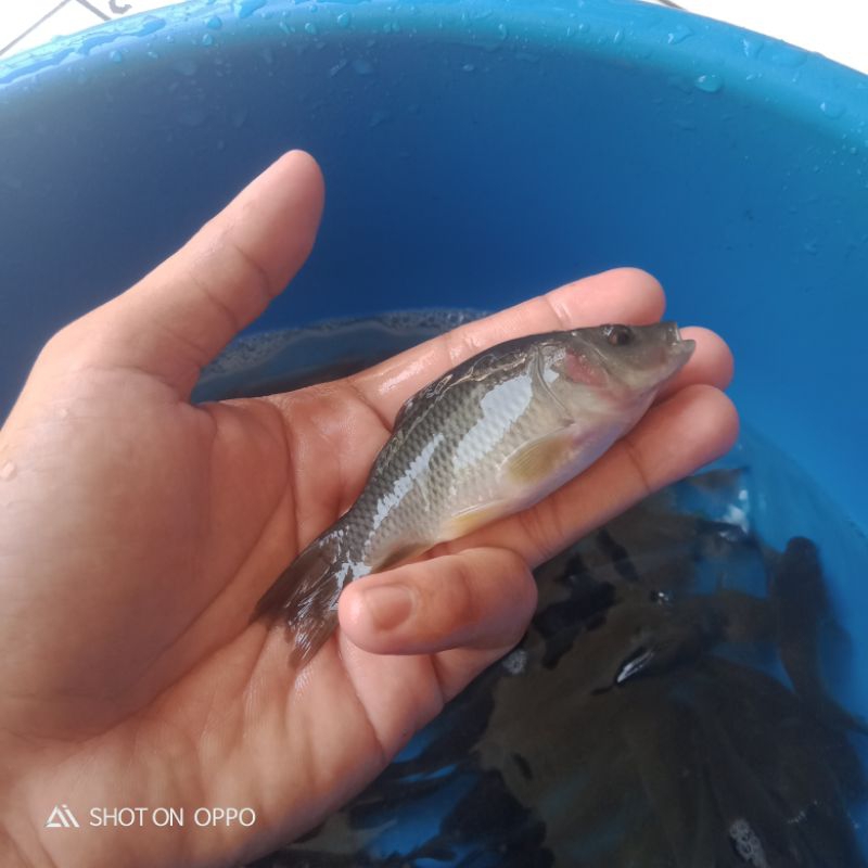 Bibit Ikan Mas Konsumsi Size 3 Jari