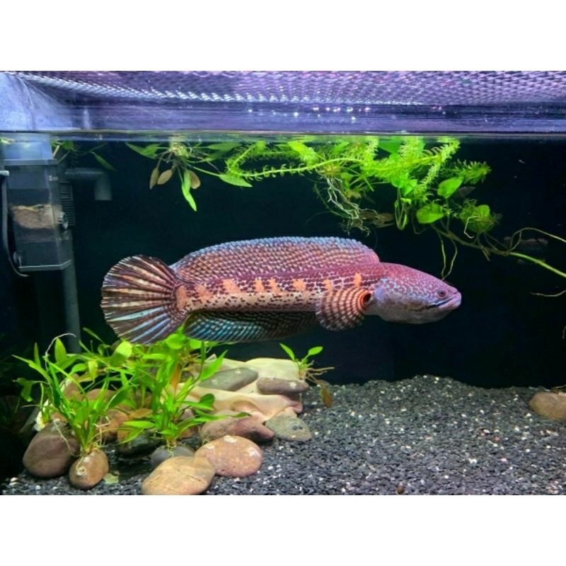 Promo Chana Auranti Maculatta 5/6cm Super Berkualitas Bahan Bagus