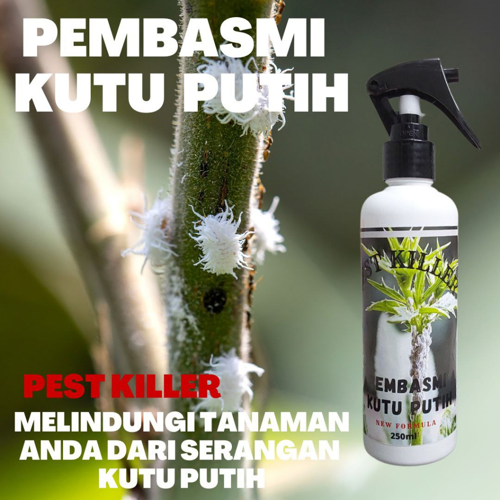Obat Pembasmi Kutu Putih Pada Tanaman