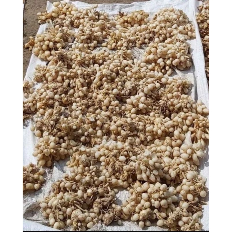

KUNYIT PUTIH TEMU KUNCI GOMBYOK PEPET SEGAR 1 KG