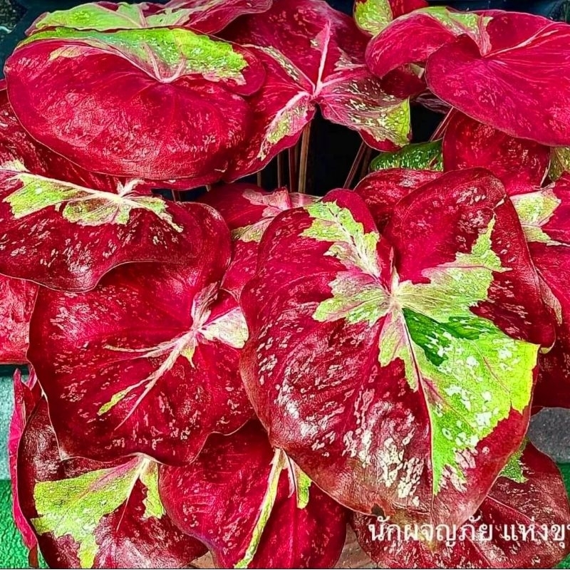 Caladium Thai Beauty Red Stardust 1-3 Daun Tanaman Keladi Hias Murah Impor Thailand Import BUKAN bon