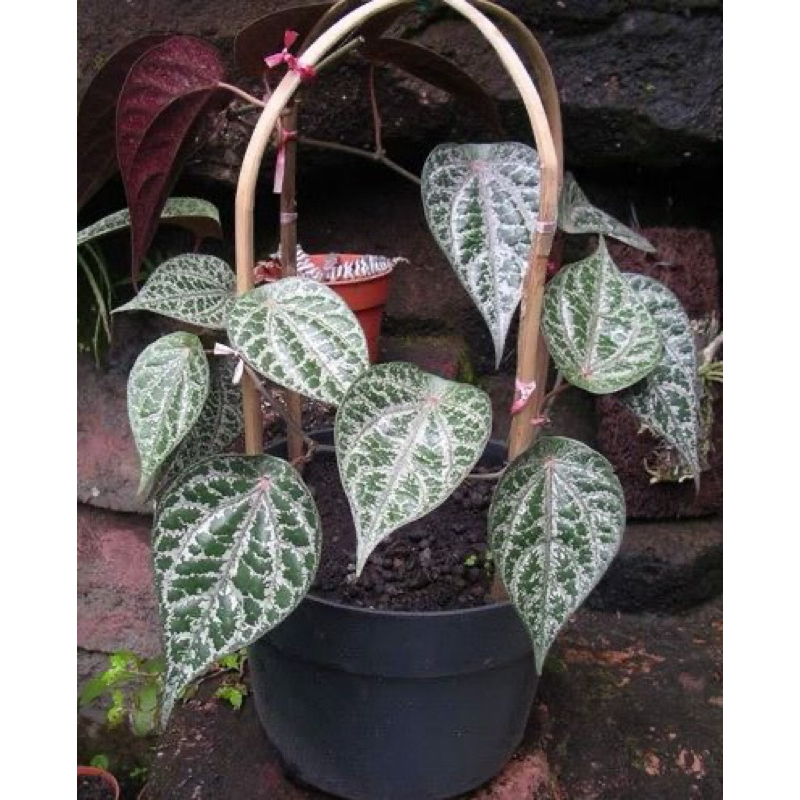 

DAUN SIRIH MERAH SEGAR 15 lembar