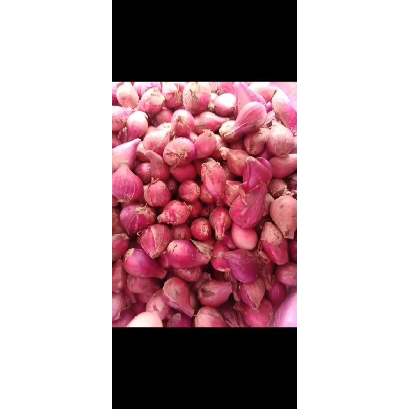 

bawang merah ukuran sedang