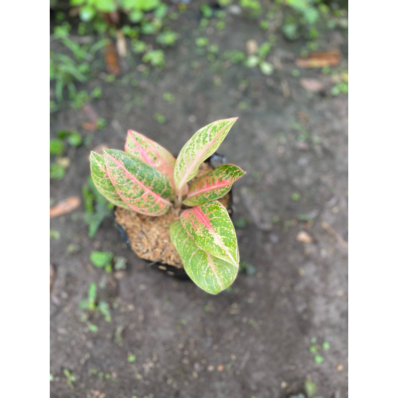 aglonema harley queen