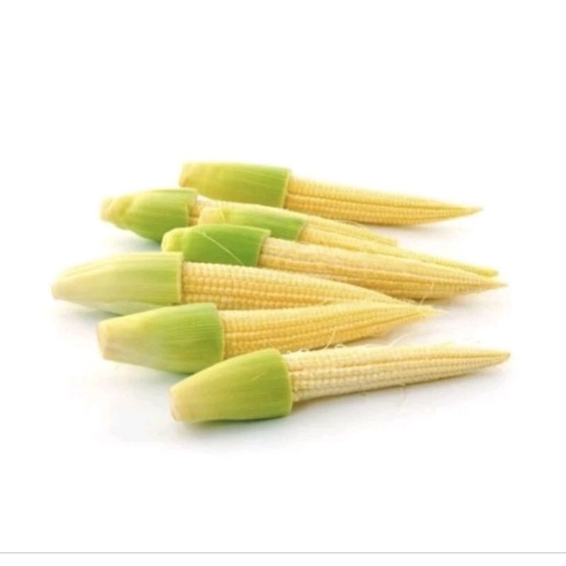 

JAGUNG BABY / JAGUNG MUDA / JAGUNG MINI / PUTREN / BABY CORN / JAMIN SEGAR