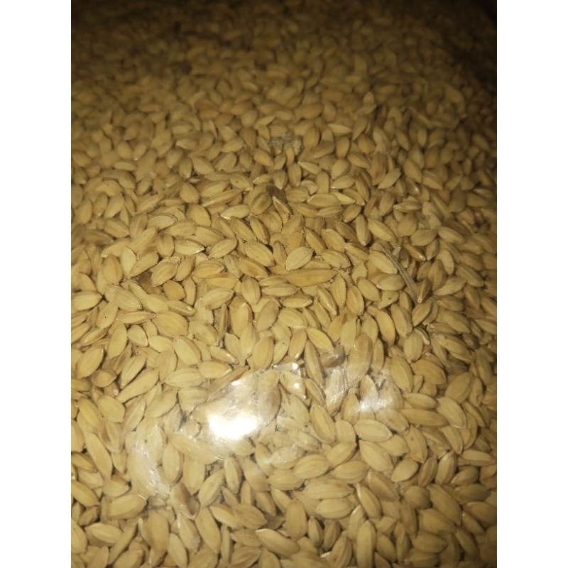 Gabah lampung packing 500 gram