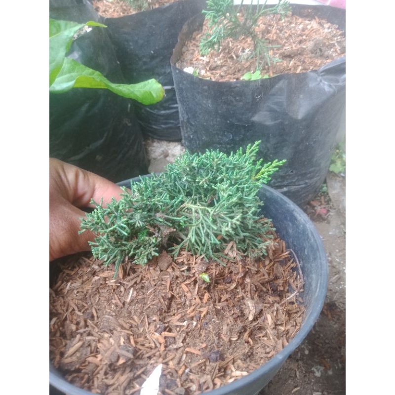 cemara sargenti pingpong/kishu