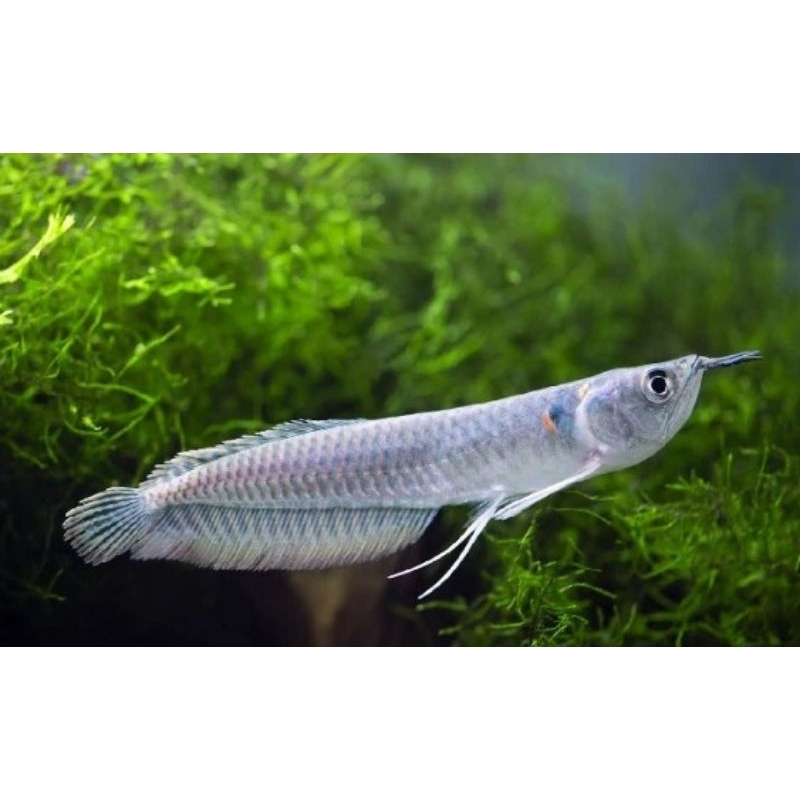 IKAN HIAS (ARWANA SILVER) HIGH QUALITY SZ 15 CM MURAH(BONUS PAKAN)