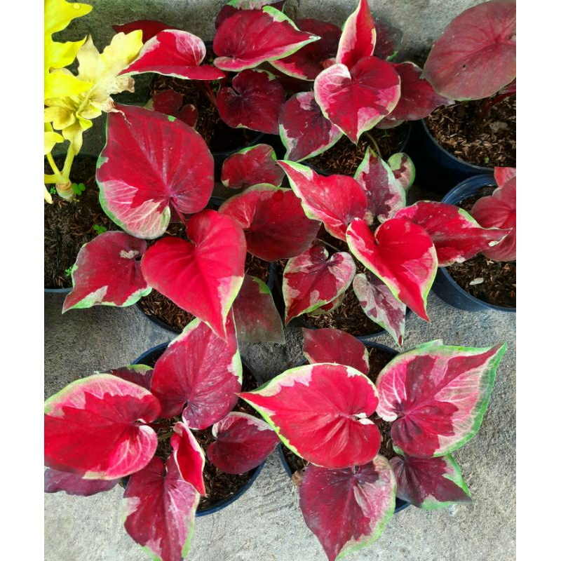 Caladium Keladi Dwi Warna