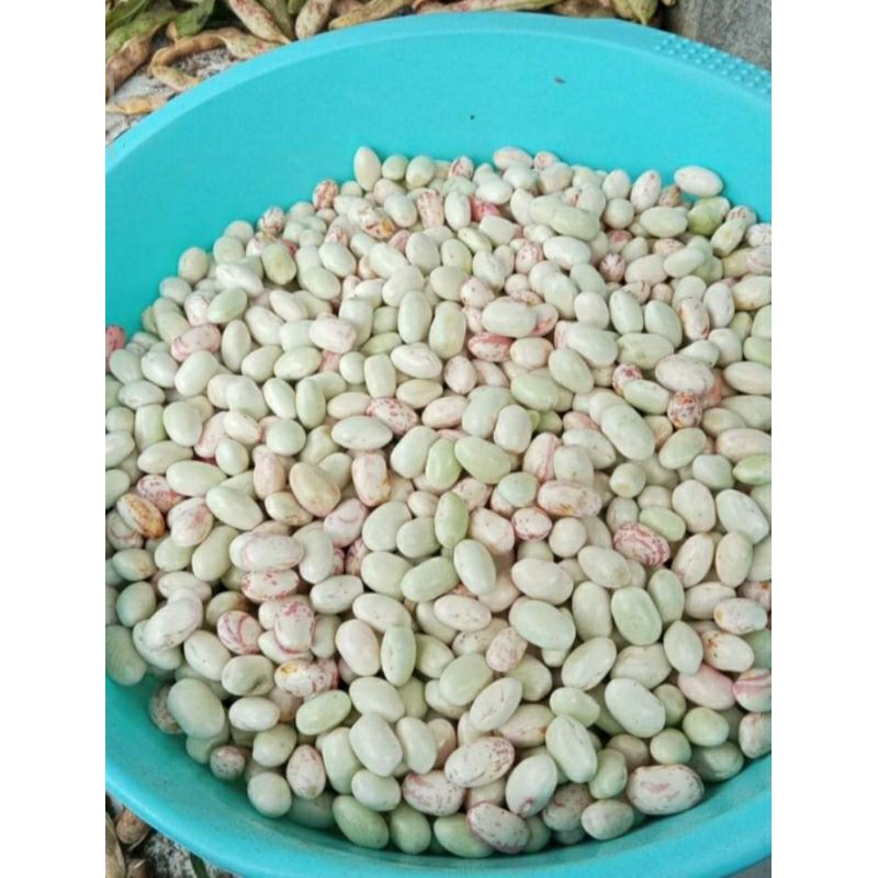 

Kacang Merah endul segar murah 1kg