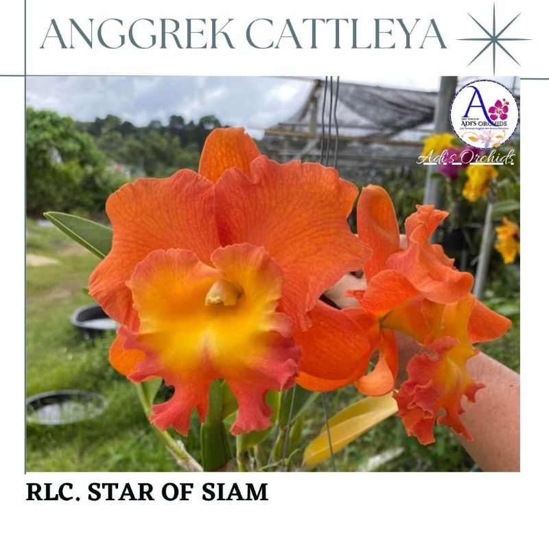 Anggrek Cattleya Blc. Star of Siam