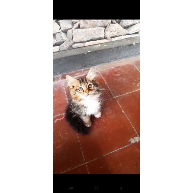 KUCING PERSIA KITTEN