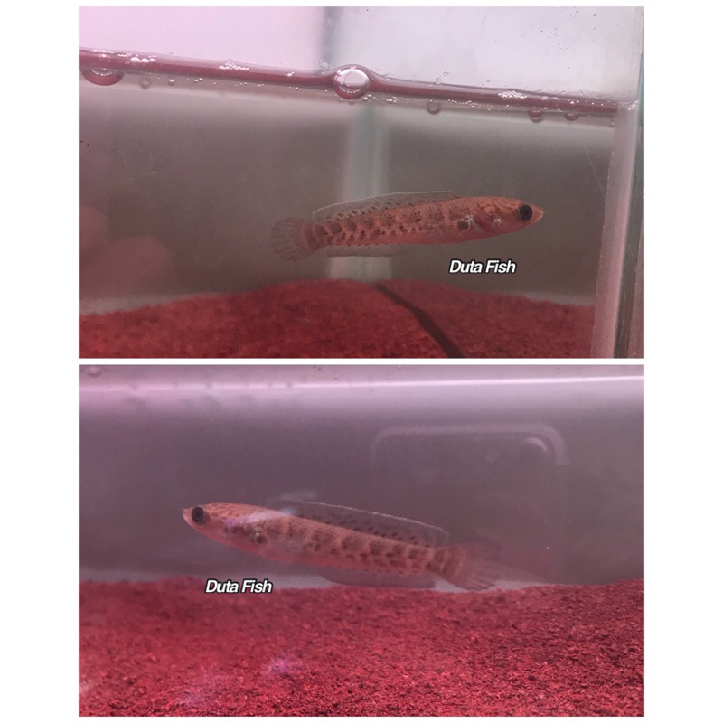 Baby Auranti CB 6-7 cm flaring tangan (Minus pipi kiri)