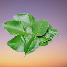 

( PER IKAT ) ~ DAUN JERUK SEGAR , DAUN JERUK