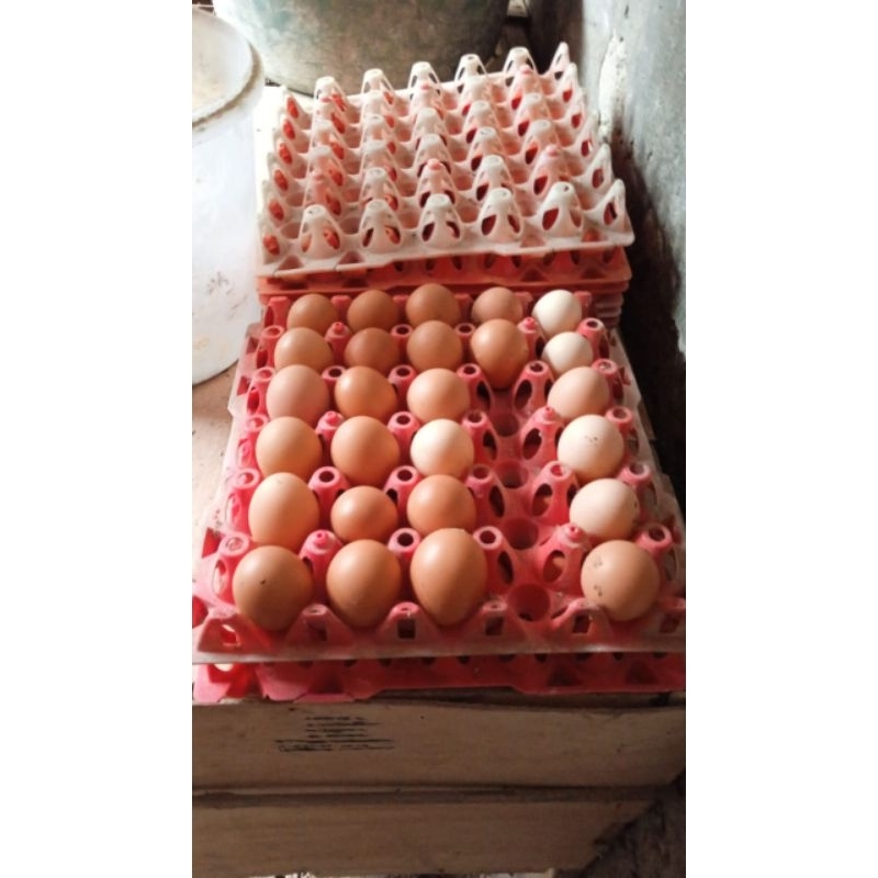 

telur ayam negeri fress/telur ayam negeri 1kg