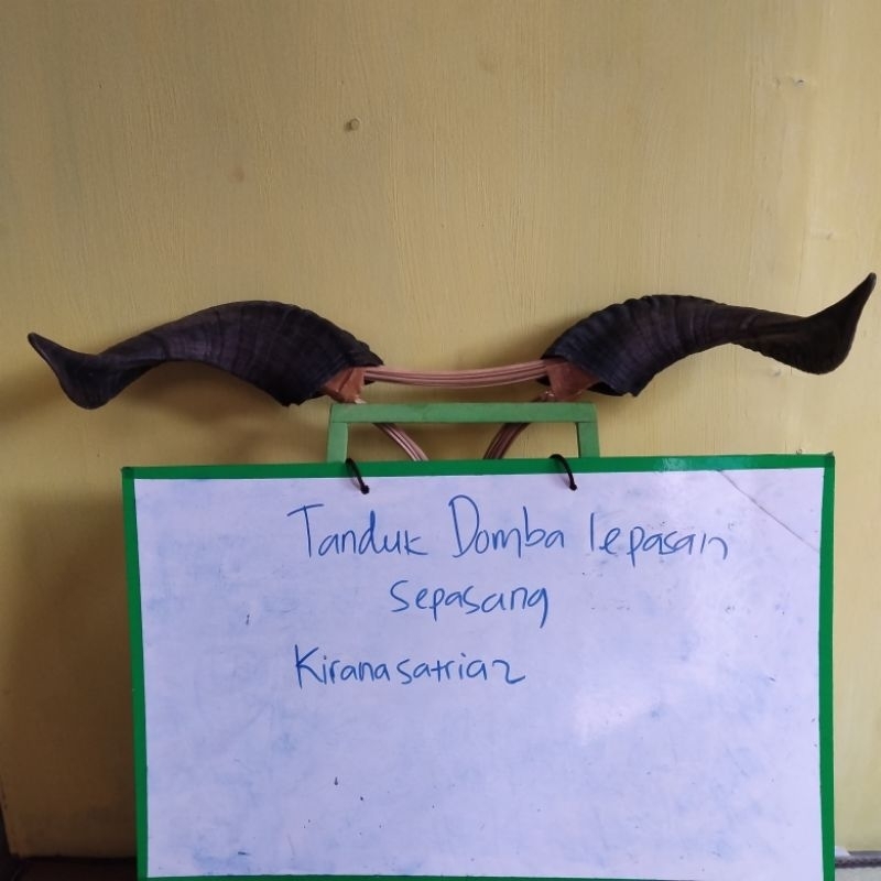 Sepasang tanduk domba tanduk bantengan bahan kerajinan bantengan