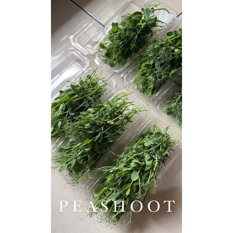 

Pea shoot | Pea tendril | microgreens