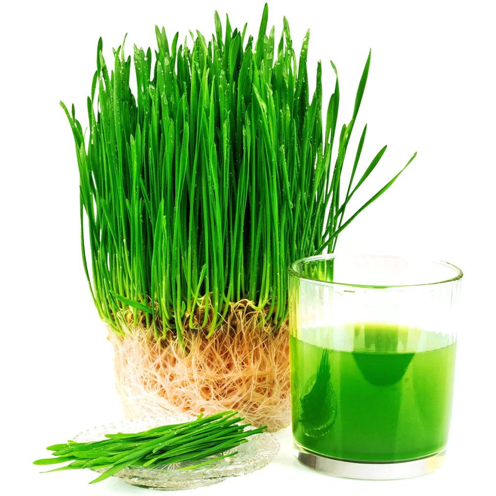 

Rumput Gandum Bubuk / Organic Wheatgrass Powder
