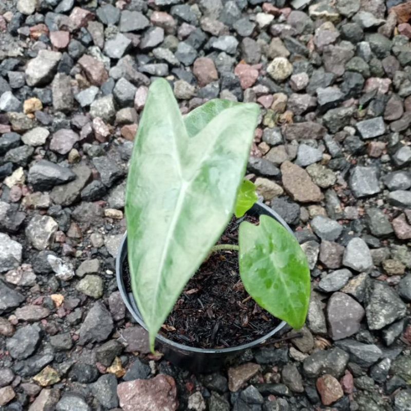 zebrina alocasia