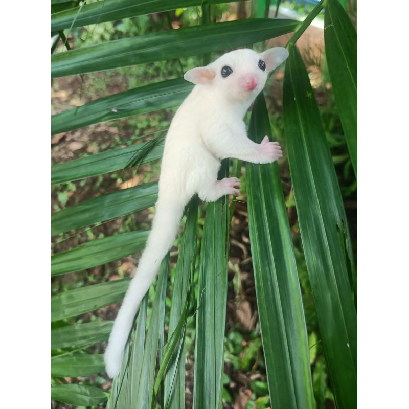 Sugar Glider Leucistic Jantan