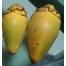 

beluluk kelapa| tembuluk kelapa kecil obat herbal 1/2 kg