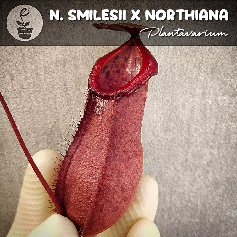 Tanaman Karnivora Kantung Semar Nepenthes Smilesii x Northiana