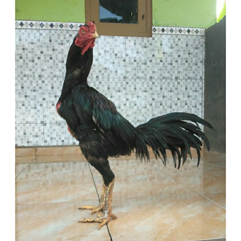 

4 butir TELUR AYAM TRAH JUARA BK KLASIK PUKUL KERAS TEHNIK SUPER