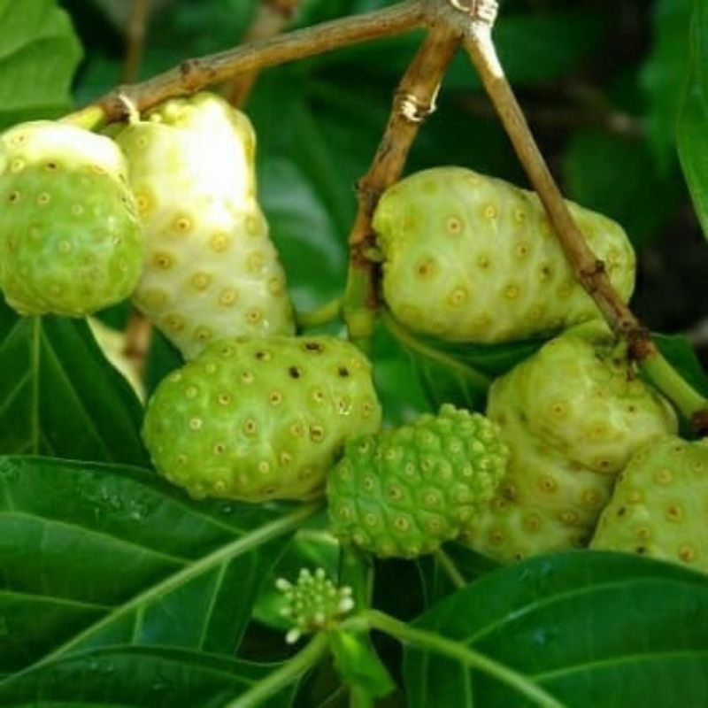 

Buah Mengkudu Segar 1kg Langsung Petik Dari Pohon