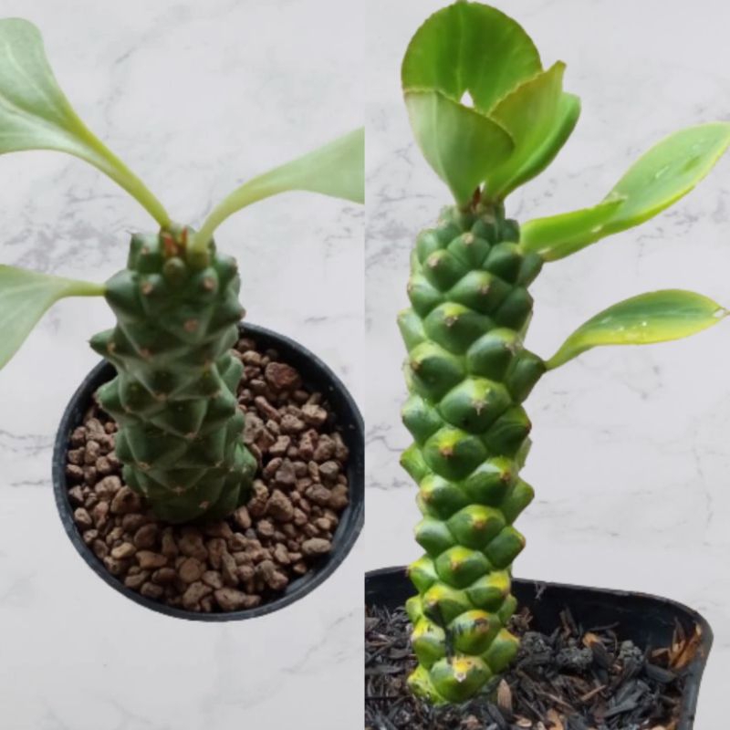 Kaktus Monadenium Varigata Kaktus Hidup Kaktus Sukulen Kaktus Hidup Tanaman Hias Kaktus Sukulen Hidu