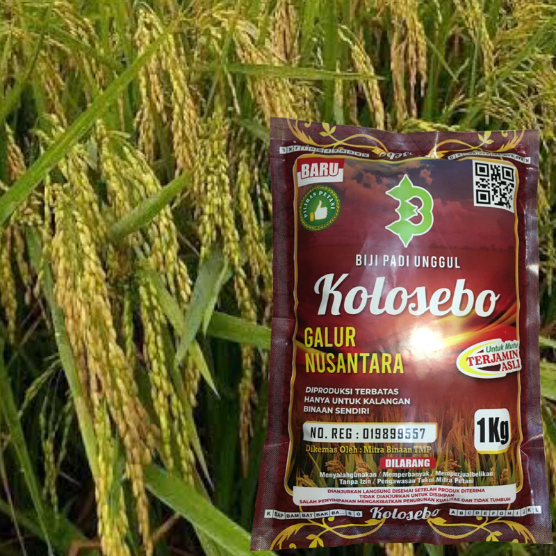 Biji Padi Unggul Kolosebo