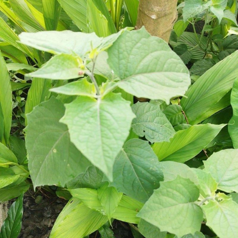 

daun ciplukan segar obat herbal 100 gram