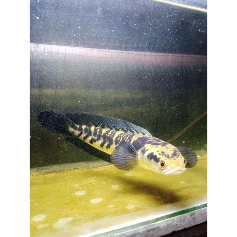 YS Yellow Sentarum ombyok/single