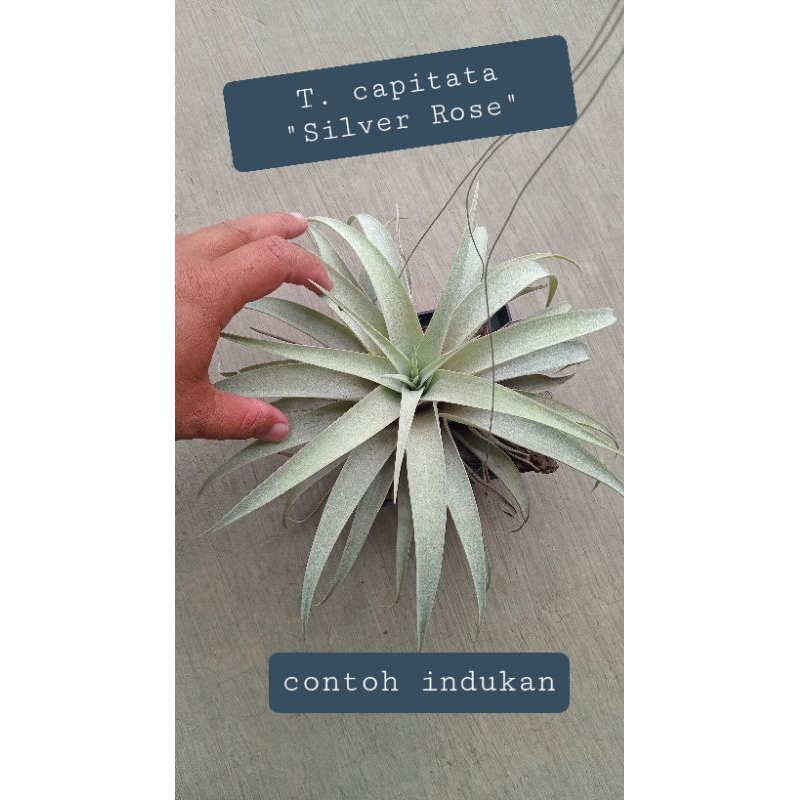 Tillandsia capitata Silver Rose