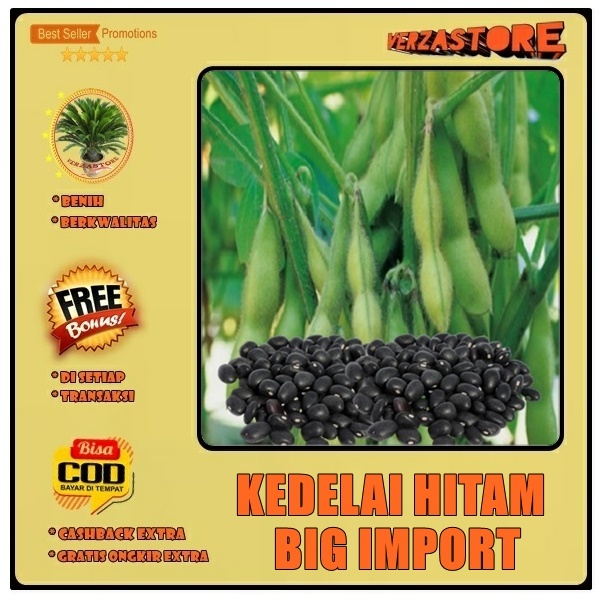 biji benih tanaman kedelai hitam big import biji besar / 10 biji