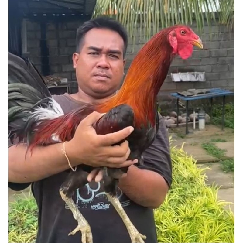 Ayam Filipin Telur Fertil original Ayam Ak47 kaki getar