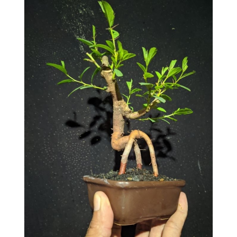 bonsai bidara arab mame  realpic + pot keramik