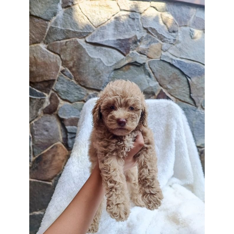 BABY POODLE BETINA