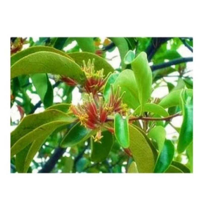 

benalu pohon mangga murah meriah 250g