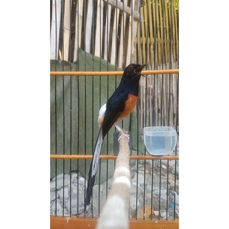 MURAI BATU TERNAKAN NON GEMBUNG GARANSI