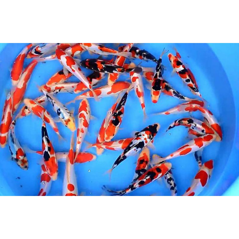 paketan 5 koi blitar variasi mix