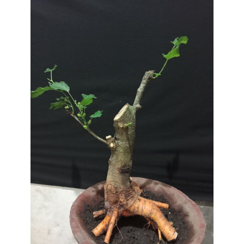 bahan bonsai murbei bonggol kondisi berbuah