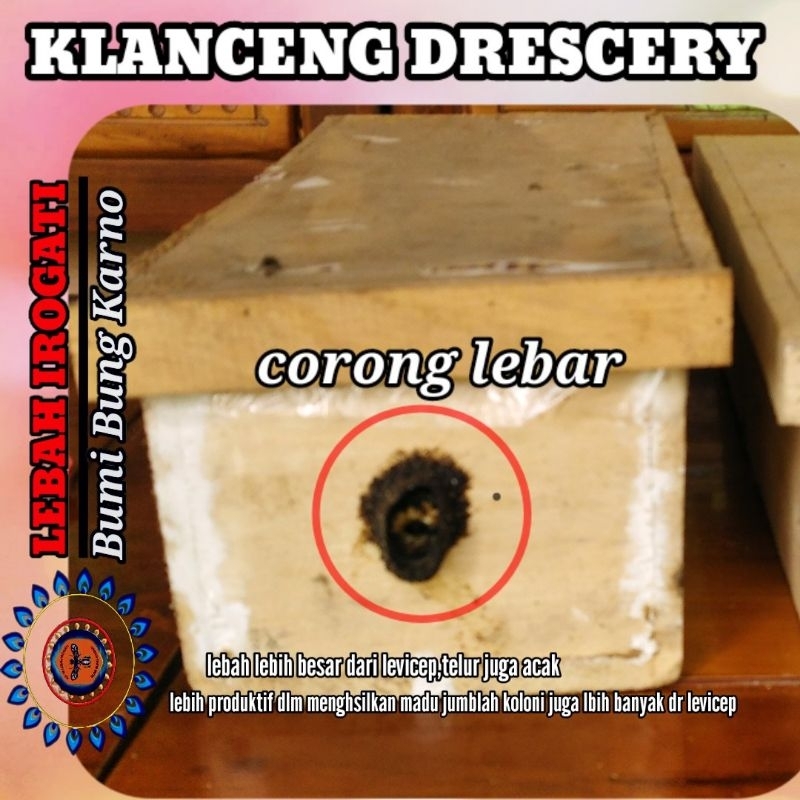 KLANCENG DRESCERY